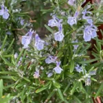 Rosmarino prostrato fiore