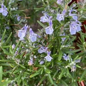 Rosmarino prostrato fiore