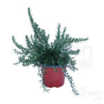 Rosmarinus prostratus pianta