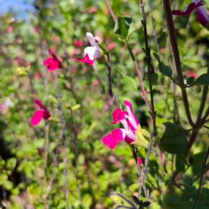 Salvia cherry lips fiore