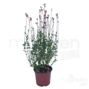 Salvia jamensis pluenn pianta