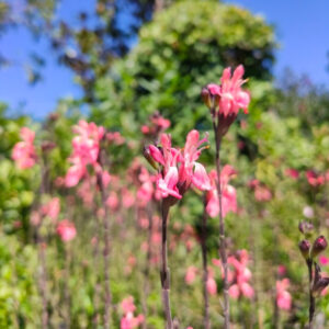 Salvia jamensis pluenn