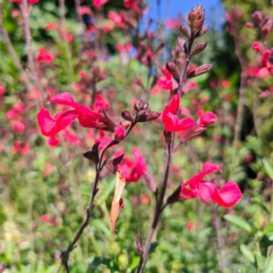 Salvia royal bumble fiore