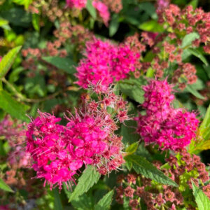 Spirea bumalda fiore