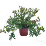 Spirea gold flame pianta
