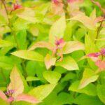Spirea gold flame foglie