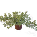 Pyracantha variegata pianta