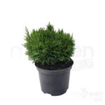 Chamaecyparis lawsoniana 'Green Globe' pianta