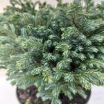 Chamaecyparis pisifera 'Blue Moon' foglie