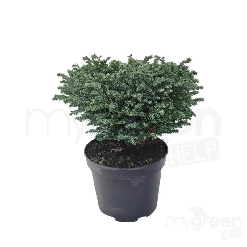Chamaecyparis pisifera 'Blue Moon' pianta