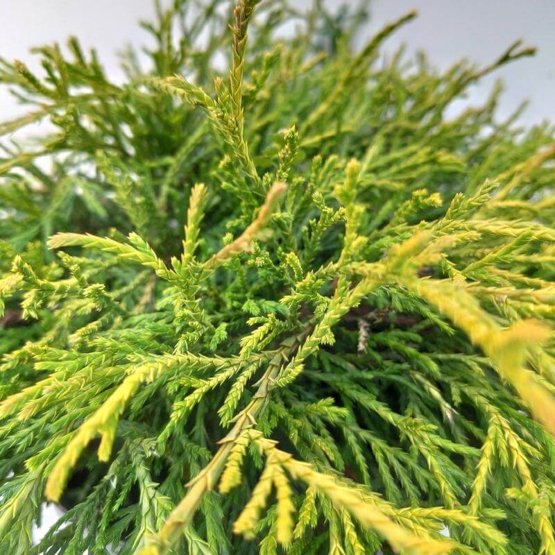Chamaecyparis pisifera 'Sungold' foglie