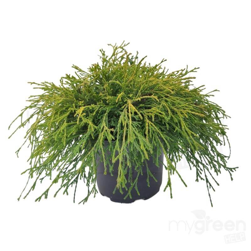 Chamaecyparis pisifera 'Sungold' pianta