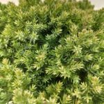 Juniperus procumbens 'Nana' foglie