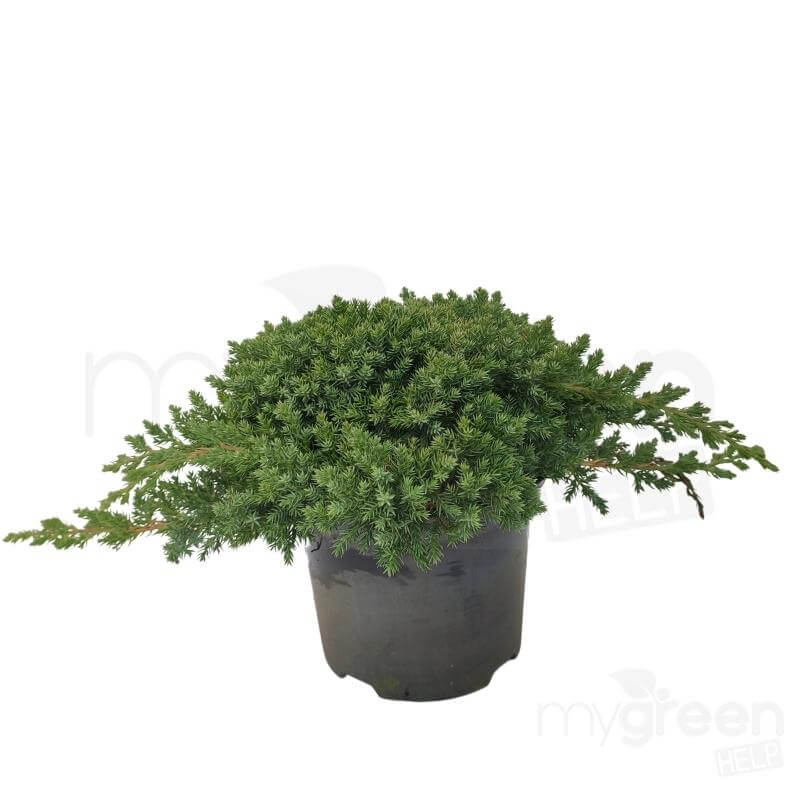 Juniperus procumbens 'Nana' pianta