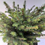 Picea omorika 'Karel' foglie