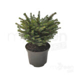 Picea omorika 'Karel' pianta