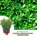 10 metri di Siepe Alloro Laurus nobilis