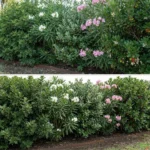 Siepe mista mediterranea 5 metri lineari ambientata