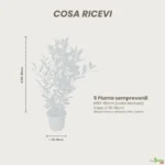 Siepe mista mediterranea 5 metri lineari dimensioni piante