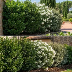 Siepe mista sempreverde fiorita 1 ambientata