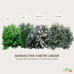 Siepe mista sempreverde fiorita 1