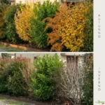 Siepe mista sempreverde fiorita 1 primavera estate autunno inverno