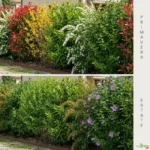 Siepe mista sempreverde fiorita 1 primavera estate primavera estate