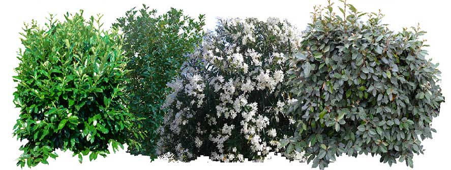 siepe-mista-sempreverde-fiorita-1-modulo