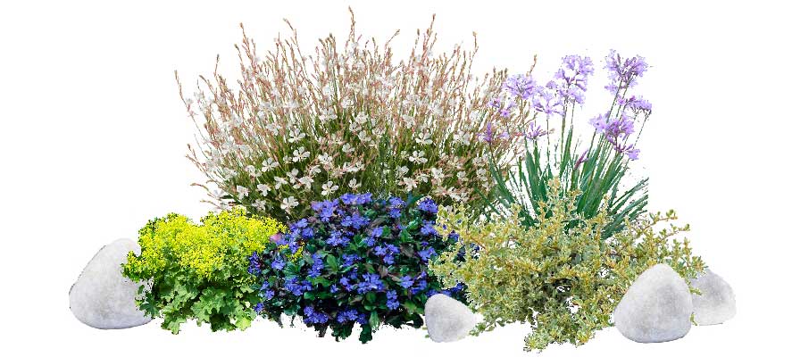 Aiuola-dry-garden-3-piante