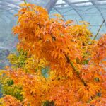Acer palmatum Crispifolium foglie autunno