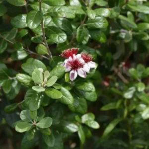 Feijoa sellowiana pianta