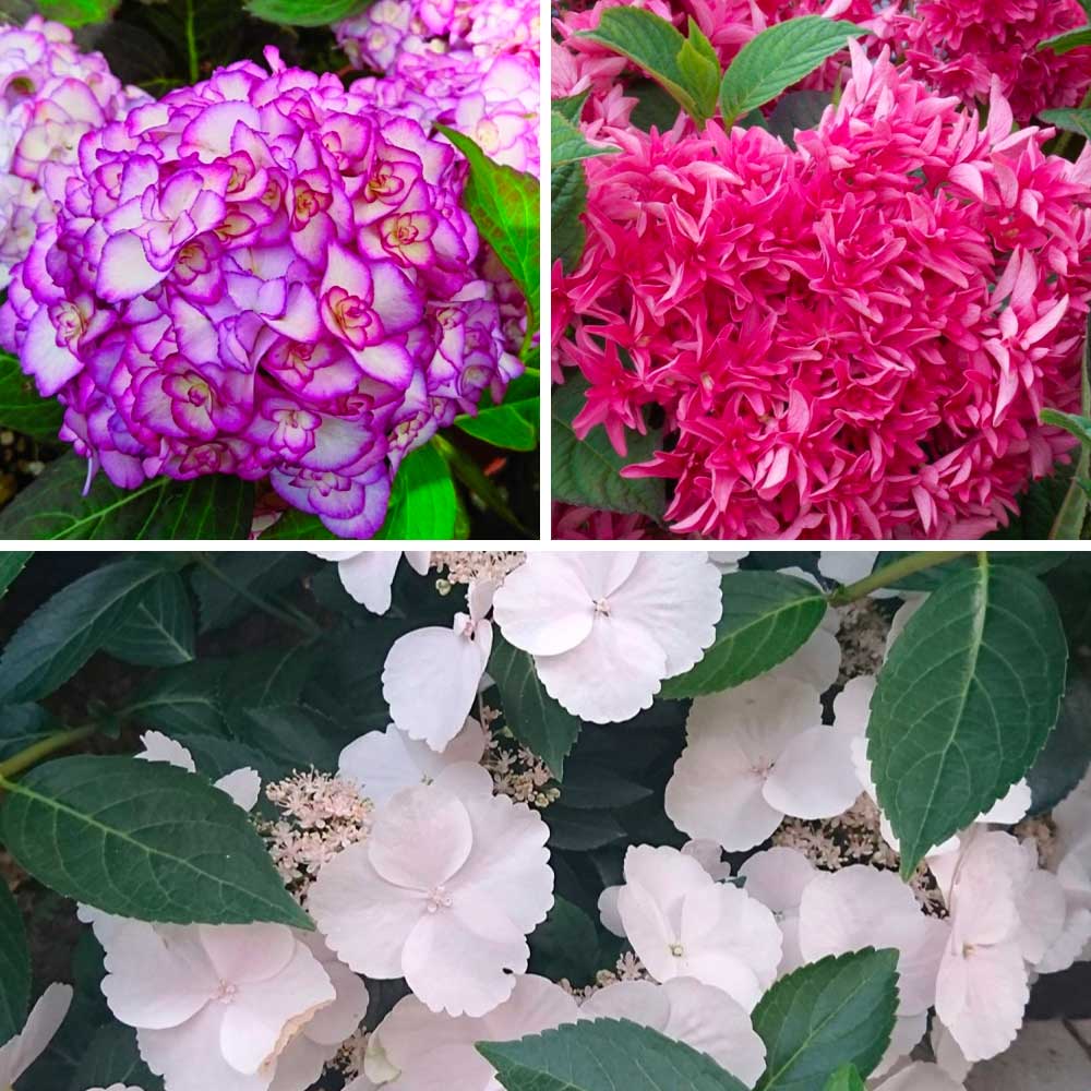 aiuola ortensie frizzante fioriture