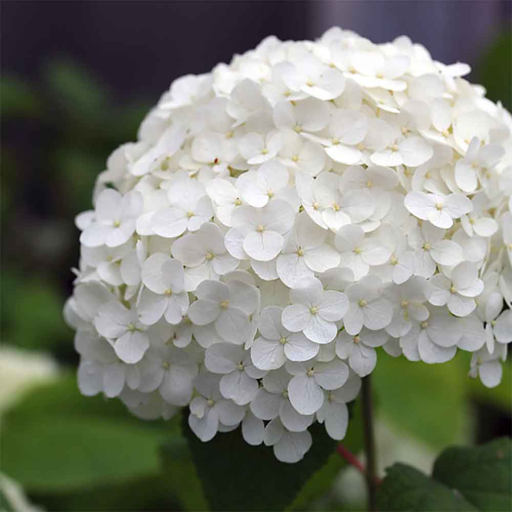 HYDRANGEA-ARBORESCENS-ANNABELLE