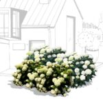 aiuola ortensie candida