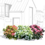 aiuola-ortensie-frizzante