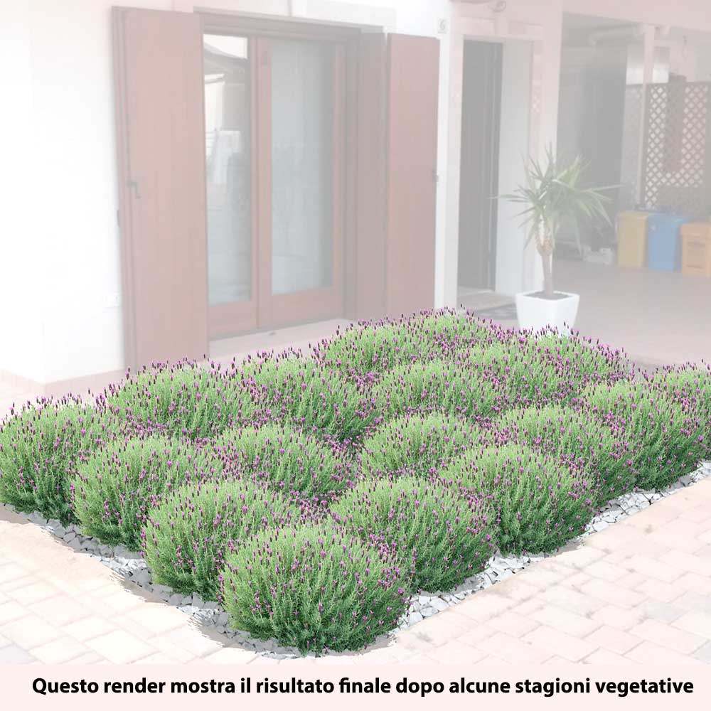 aiuola lavanda stoechas ambientata