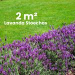 Lavanda stoechas aiuola 2mq