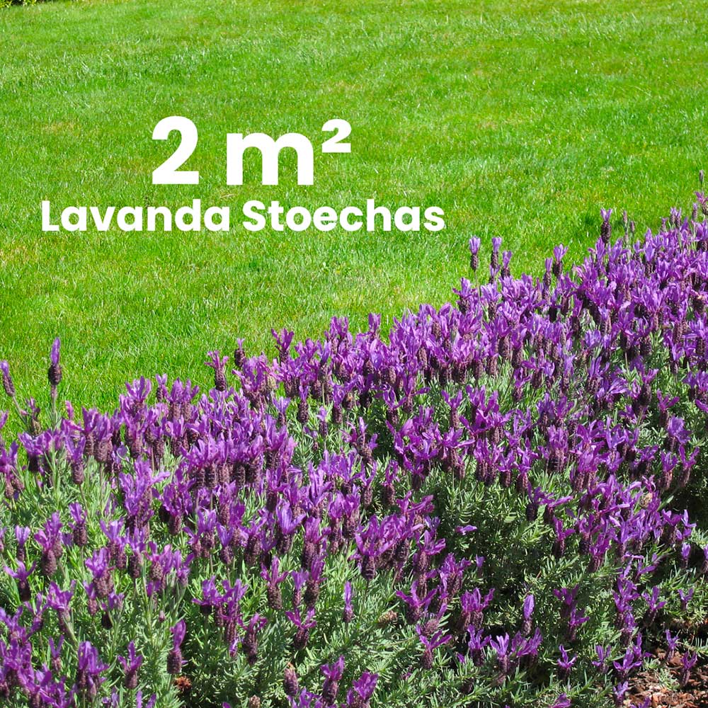 Lavanda stoechas aiuola 2mq