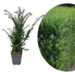 Taxus baccata tasso comune