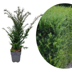 Taxus baccata tasso comune