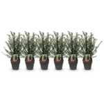 Taxus baccata tasso comune 6 piante vaso diametro 17cm