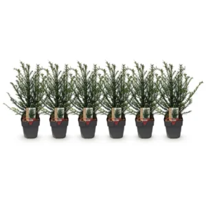 Taxus baccata tasso comune 6 piante vaso diametro 17cm