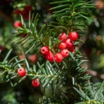 Taxus baccata tasso comune bacche rosse