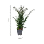 Taxus baccata tasso comune dimensioni vaso