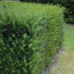 Taxus baccata tasso comune siepe