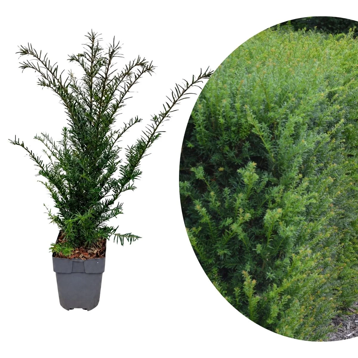 Taxus baccata tasso comune Taxus baccata tasso comune