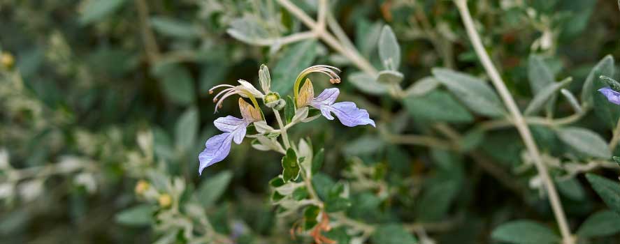 Teucrium fruticans: Scopri tutto sul Camedrio e come prendersene cura