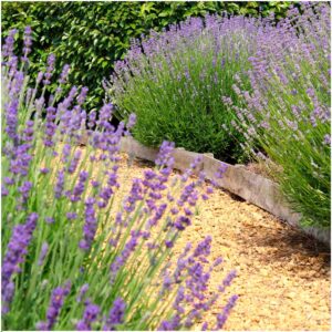lavanda angustifolia pianta