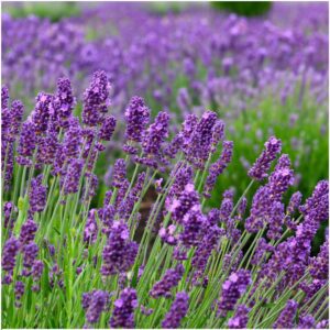 lavanda angustifolia fiori