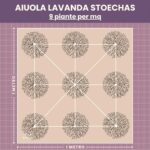 lavanda stoechas piante a mq